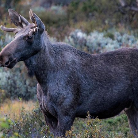 Furuhaugli Fjellhytter Vålåsjø Екстериор снимка