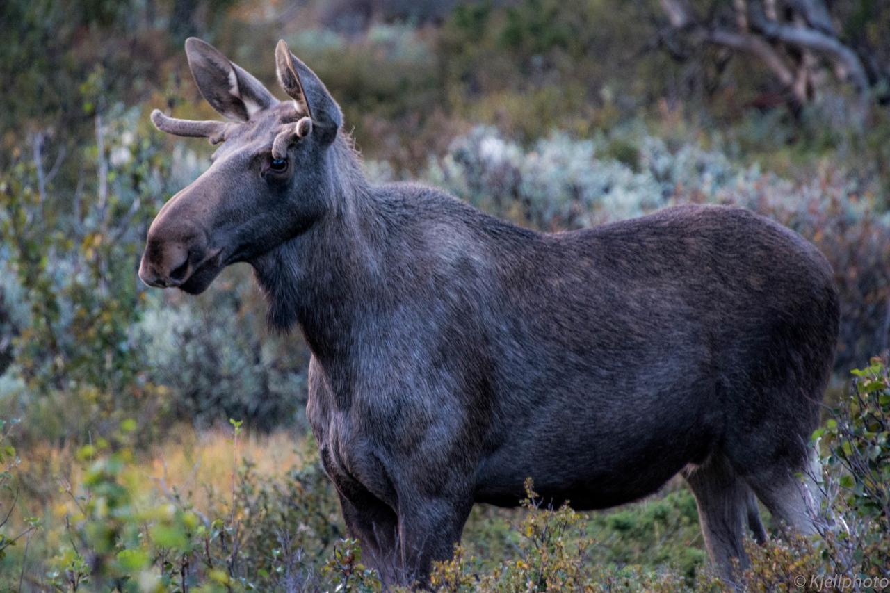 Furuhaugli Fjellhytter Vålåsjø Екстериор снимка