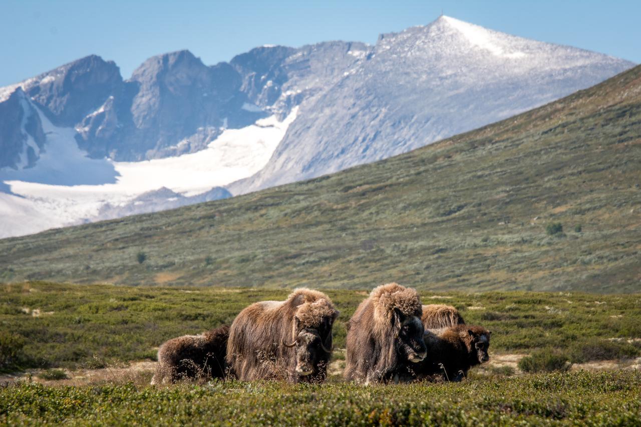 Furuhaugli Fjellhytter Vålåsjø Екстериор снимка